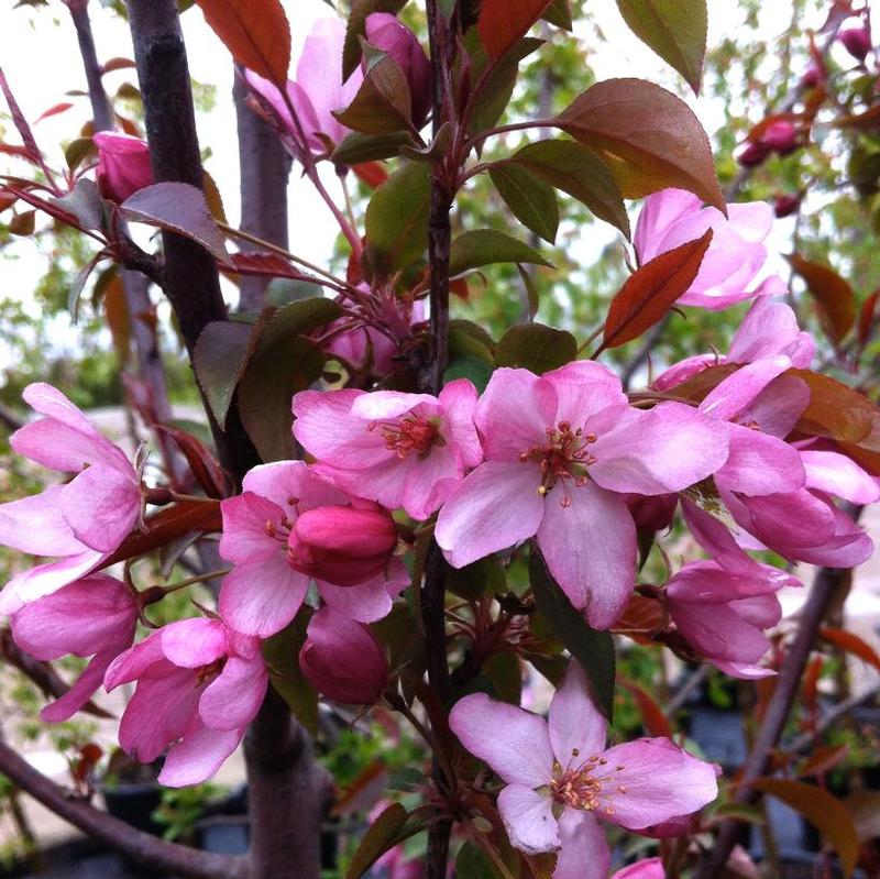 Malus Pink Spires