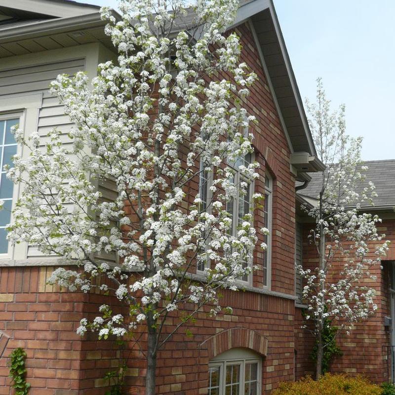 Pyrus calleryana Capital