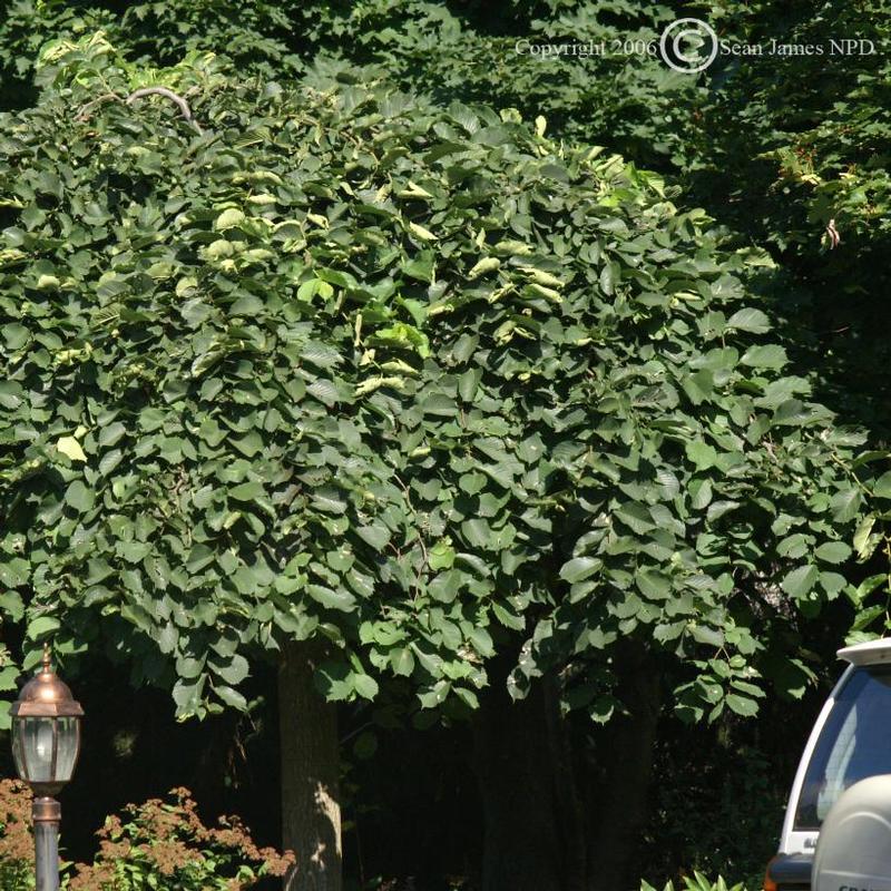 Ulmus glabra Pendula