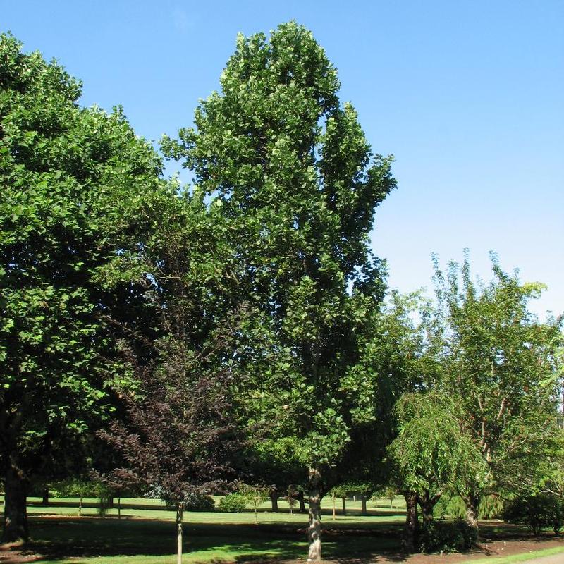 Liriodendron tulipifera Fastigiata