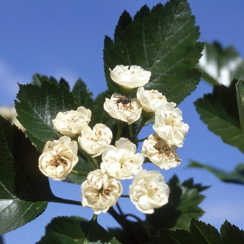 Crataegus mordenensis Snowbird