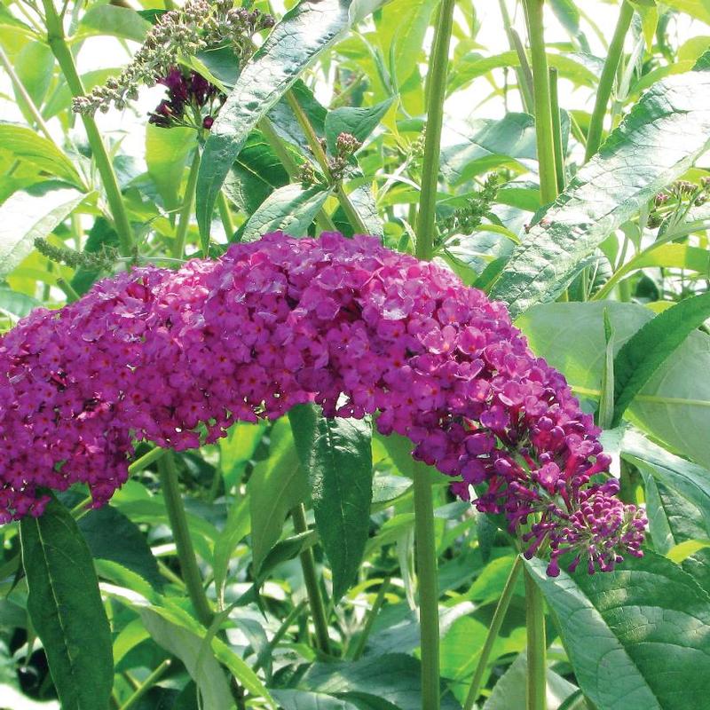 Buddleia davidii Royal Red