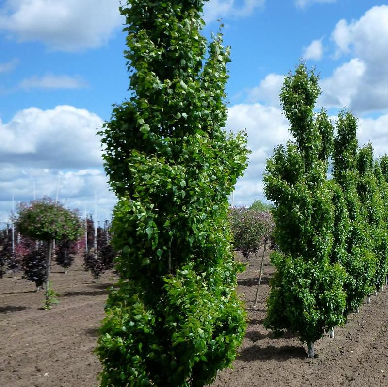 Betula pendula Fastigiata