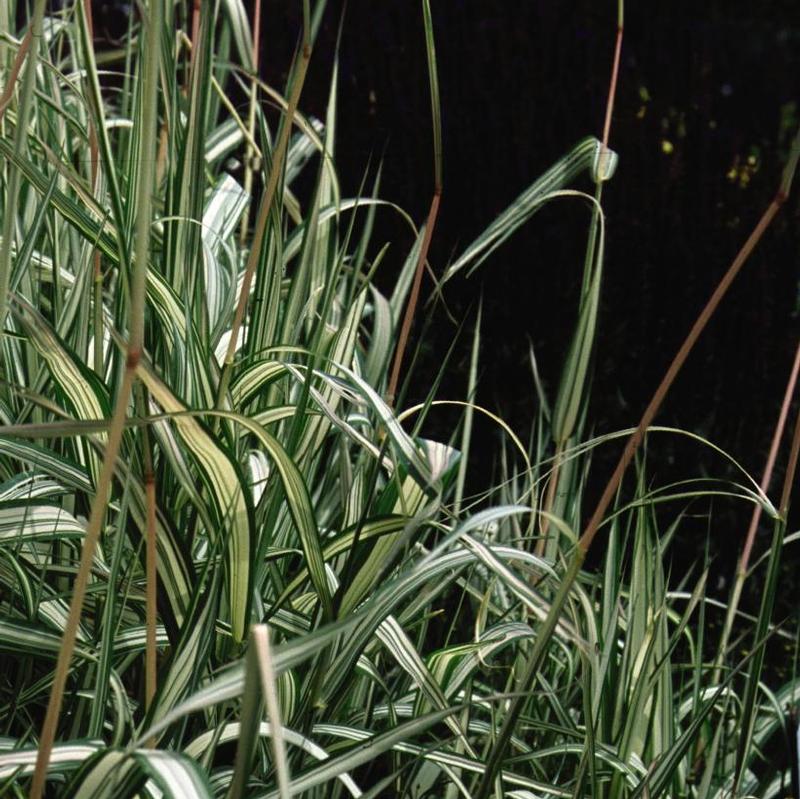 Phalaris arundinacea Feesey's Form