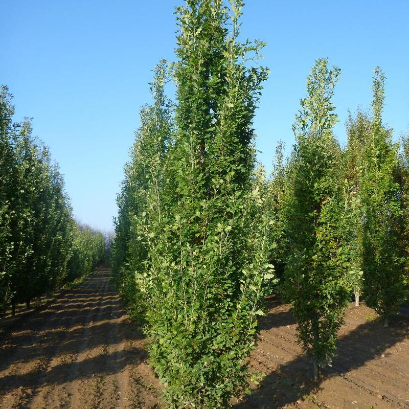 Quercus robur Fastigiata