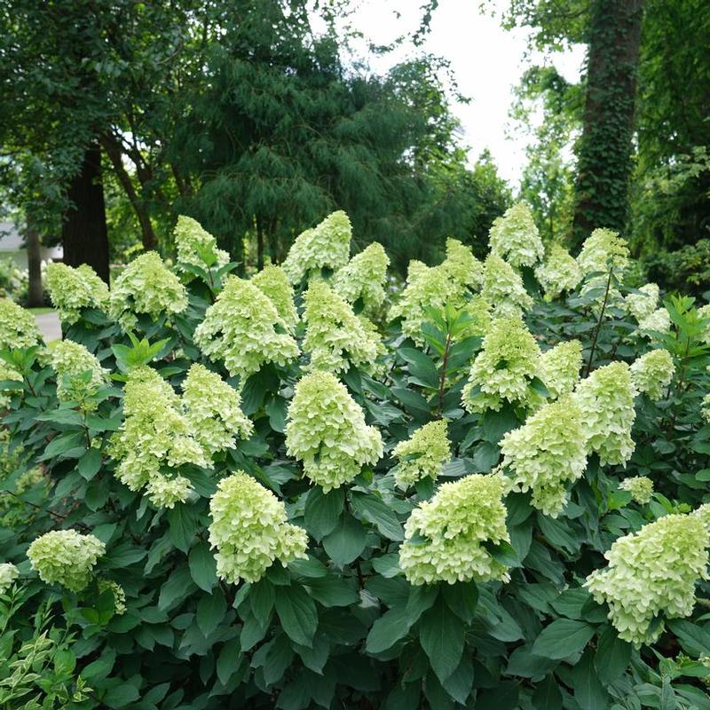 Hydrangea paniculata SMNHPPH