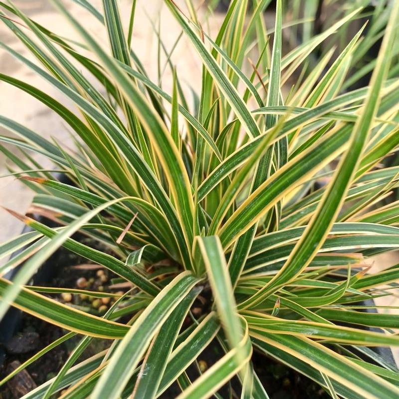 Carex morrowii Evercolor® Everglow