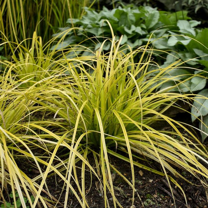 Carex oshimensis Evercolor® Everillo