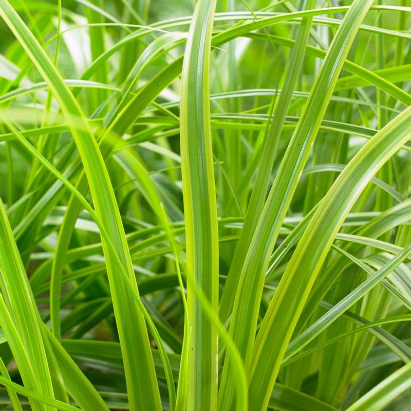 Carex oshimensis Evercolor® Everlime