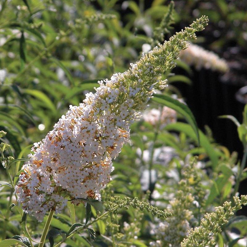 Buddleia davidii White Profusion