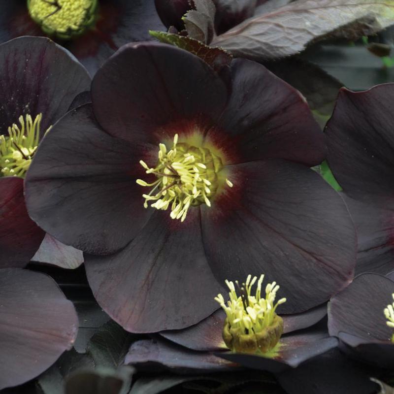 Helleborus x HONEYMOON® New York Night