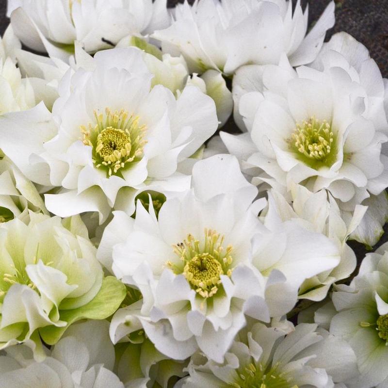 Helleborus x Wedding Party® Wedding Bells