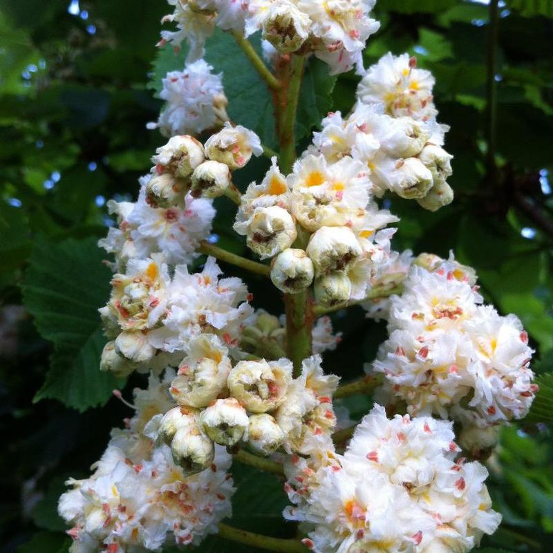 Aesculus hippocastanum Baumannii