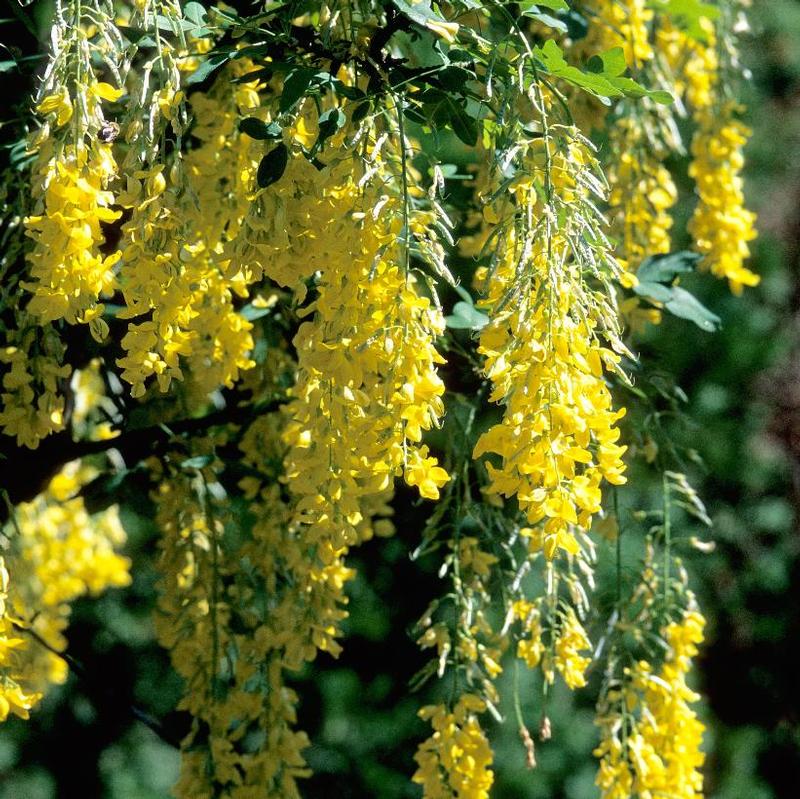 Laburnum x watereri Vossii