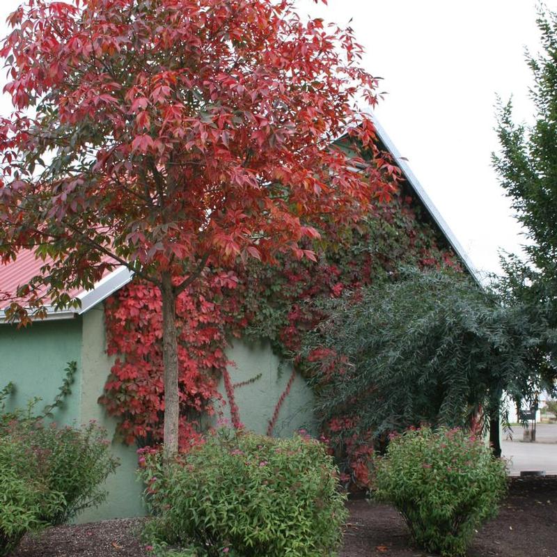 Aesculus x arnoldiana Autumn Splendor