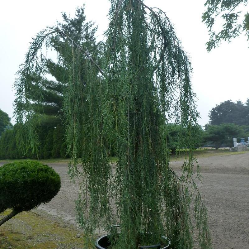 Juniperus scopulorum Tolleson's Blue Weeping