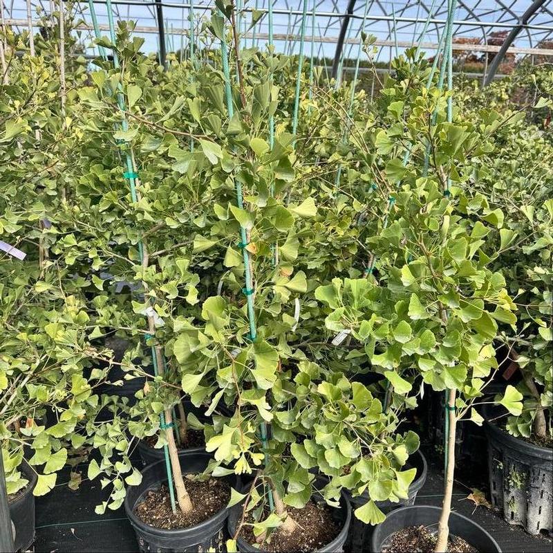 Ginkgo biloba JN9