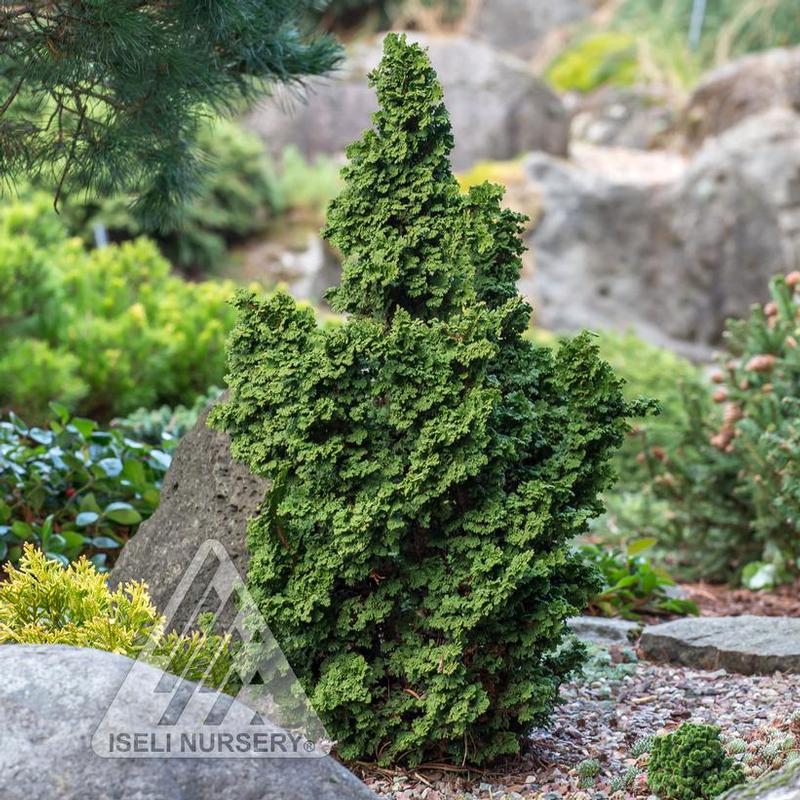 Thuja occidentalis ISlPrim