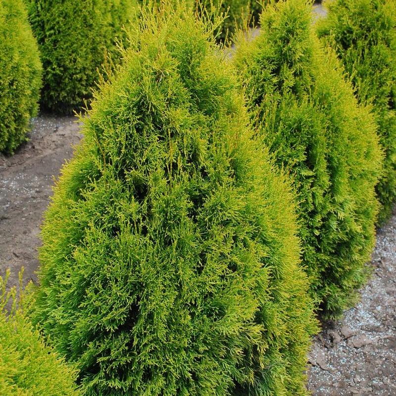 Thuja occidentalis Janed Gold