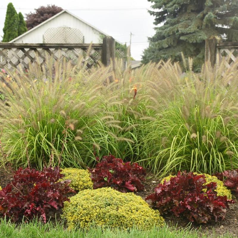 Pennisetum alopecuroides Prairie Winds® Lemon Squeeze