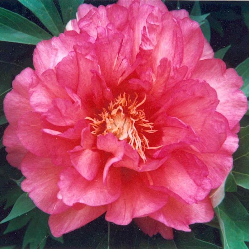 Paeonia itoh Hillary