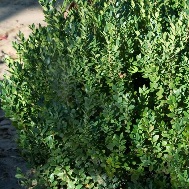 Buxus x Green Mountain