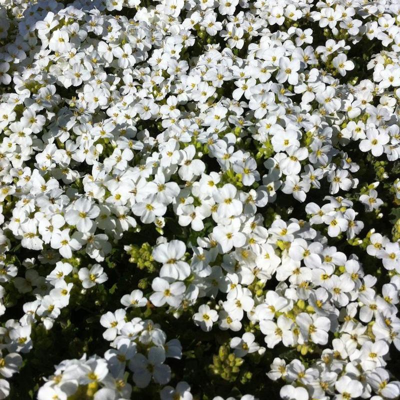 Arabis caucasica Snowcap