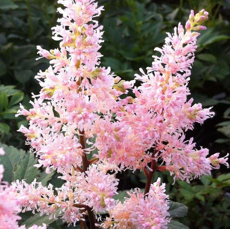 Astilbe japonica Peach Blossom