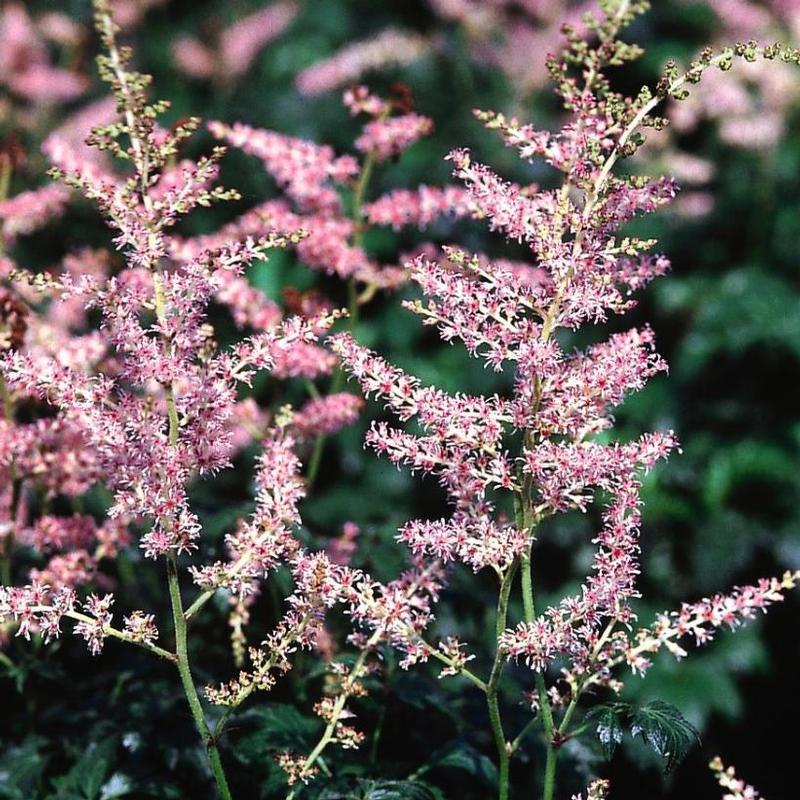 Astilbe simplicifolia Hennie Graafland