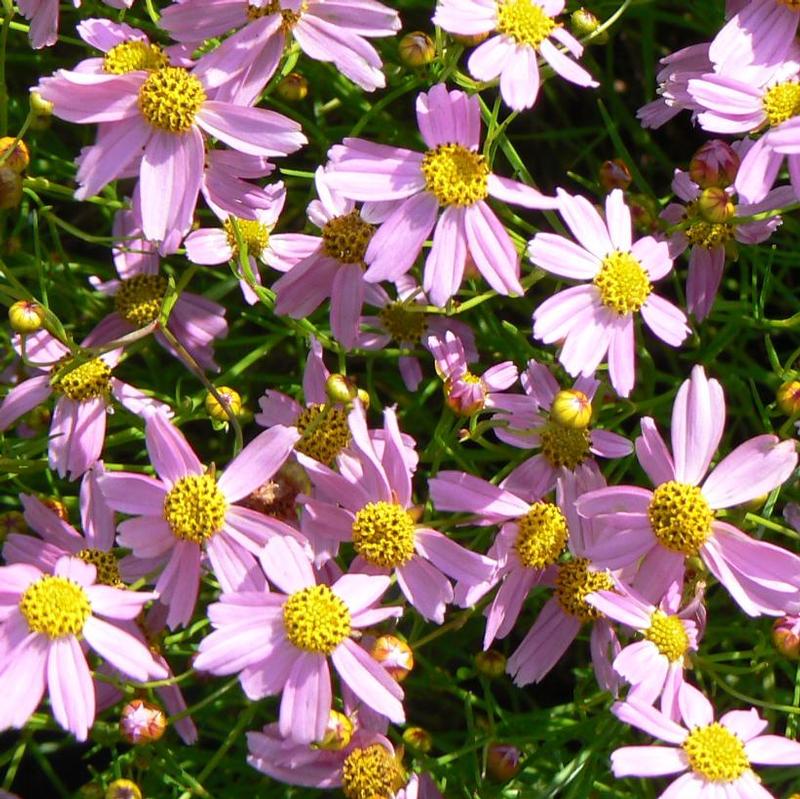 Coreopsis rosea American Dream