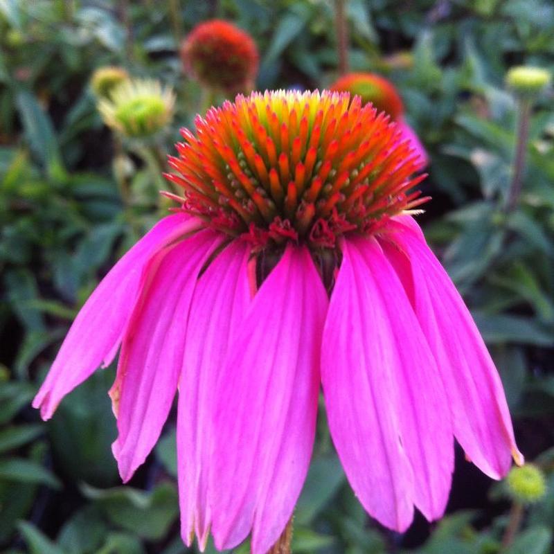 Echinacea purpurea Kim's Knee High