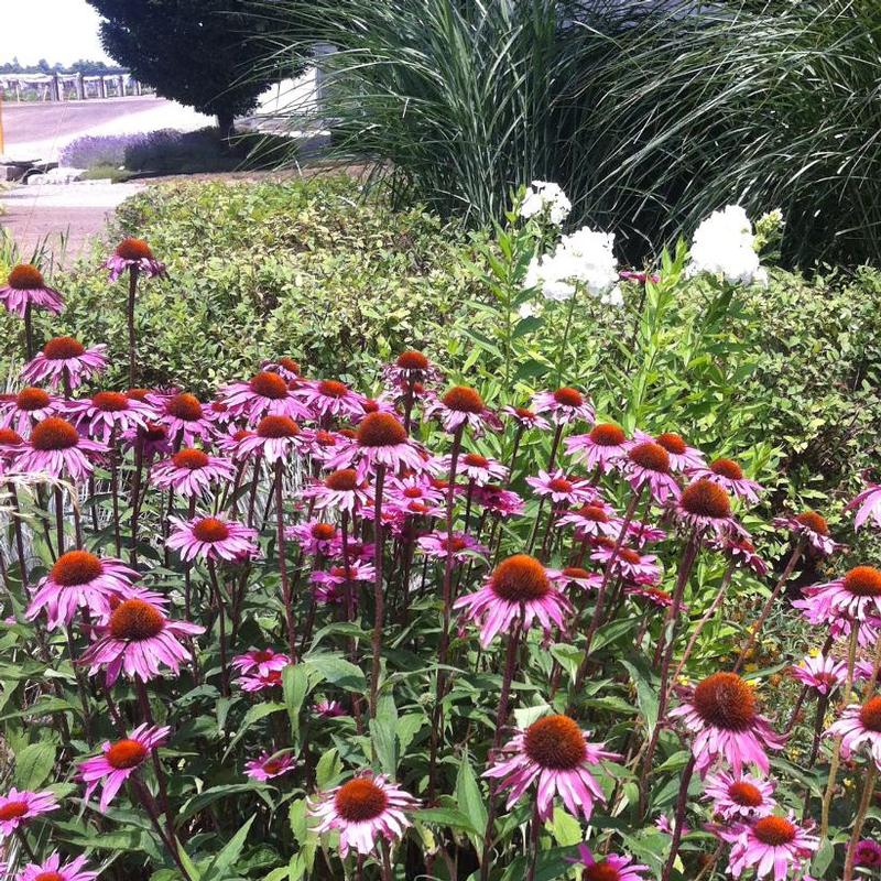 Echinacea purpurea 'Merlot' Merlot Coneflower from Antheia Gardens