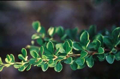 Berberis thunbergii Bailgreen