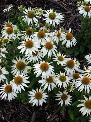 Echinacea purpurea White Swan