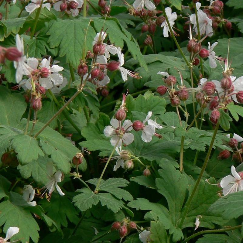 Geranium macrorrhizum Spessart