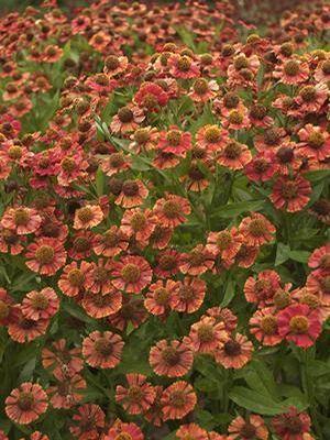 Helenium x Red Jewel