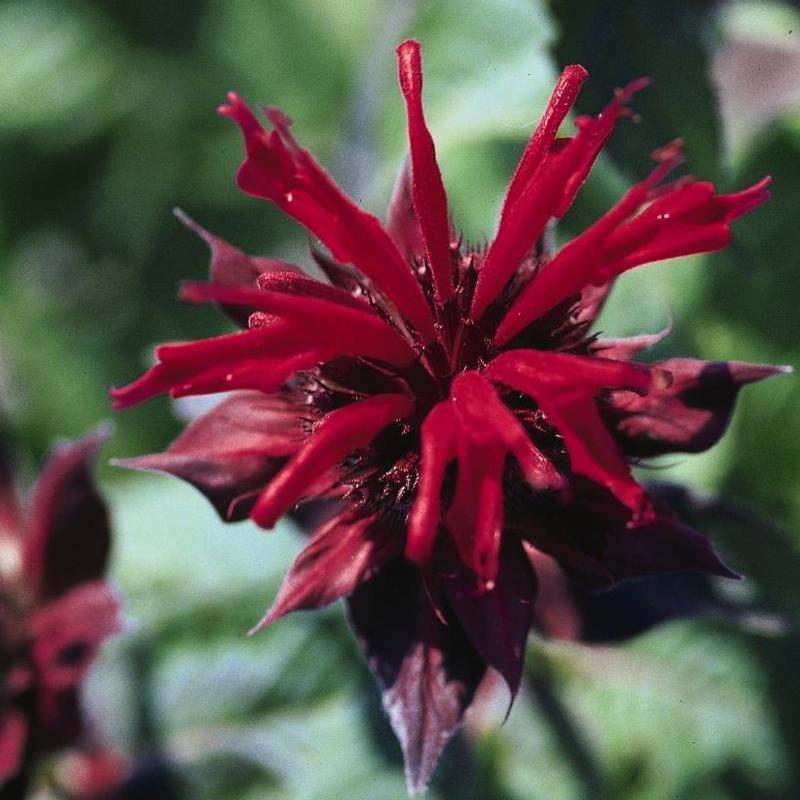 Monarda didyma Cambridge Scarlet