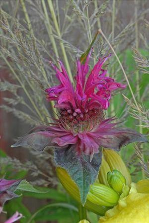 Monarda x Raspberry Wine