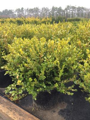 Buxus microphylla Faulkner