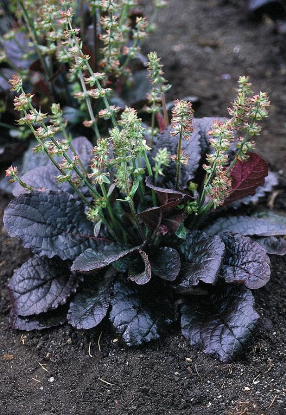 Salvia lyrata Purple Knockout