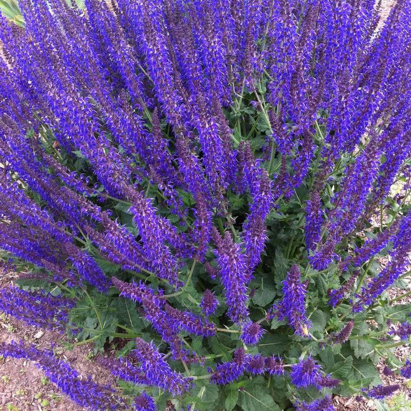 Salvia nemorosa Mainacht