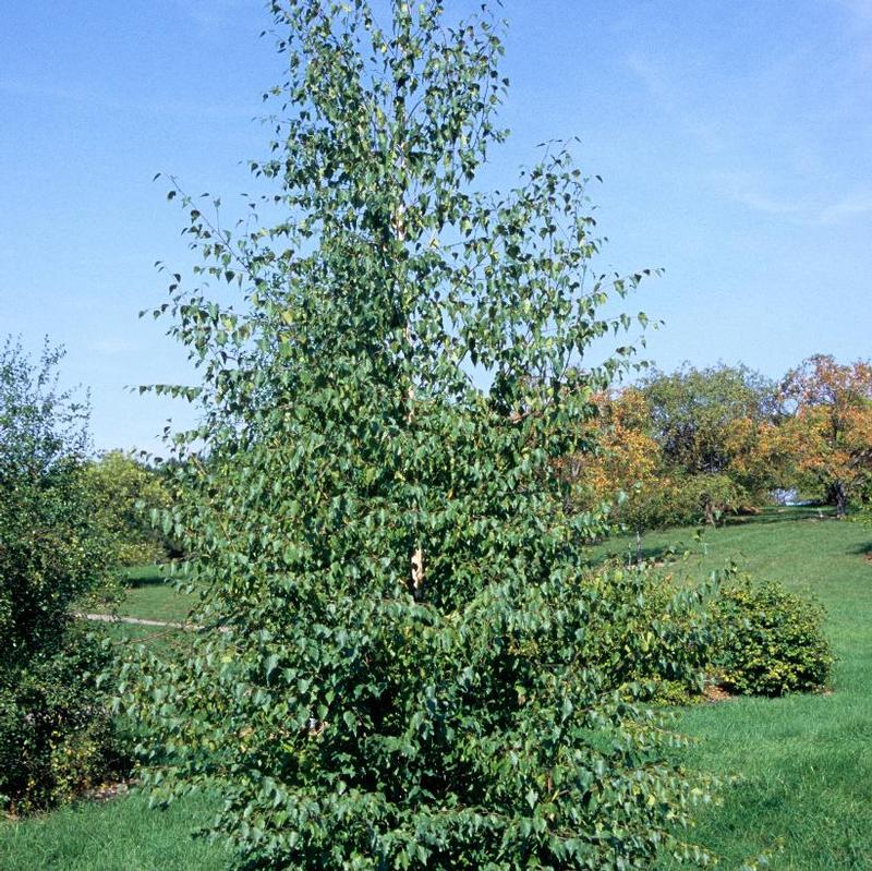 Betula pendula Gracilis