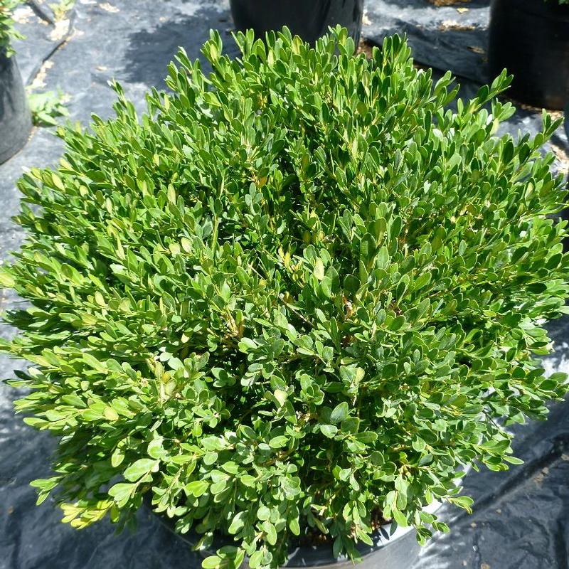 Buxus microphylla Pincushion