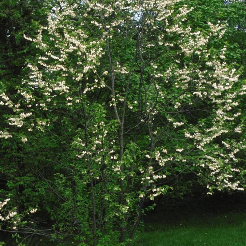 Halesia carolina 