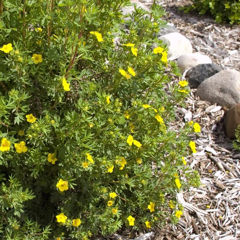 Potentilla fruticosa Jackman