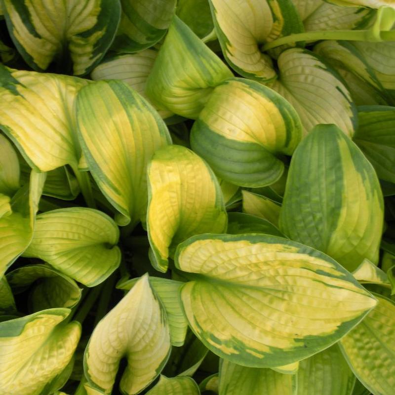 Hosta Paradigm