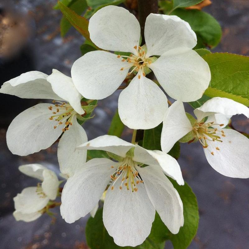 Malus baccata Columnaris