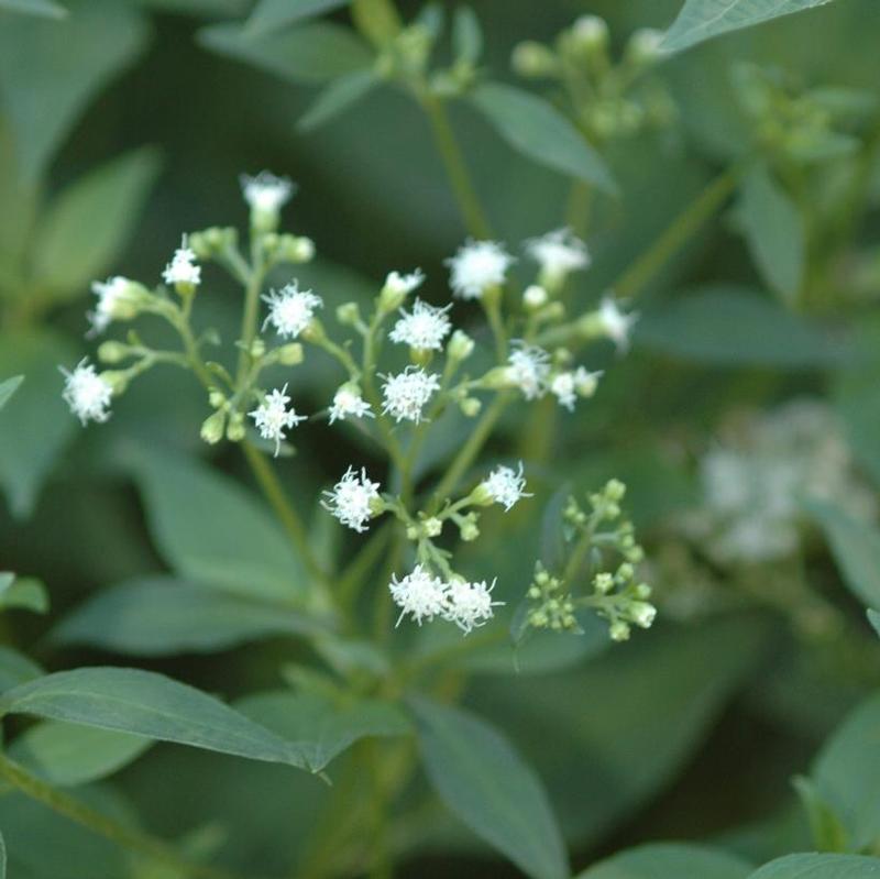 Eupatorium rugosum 