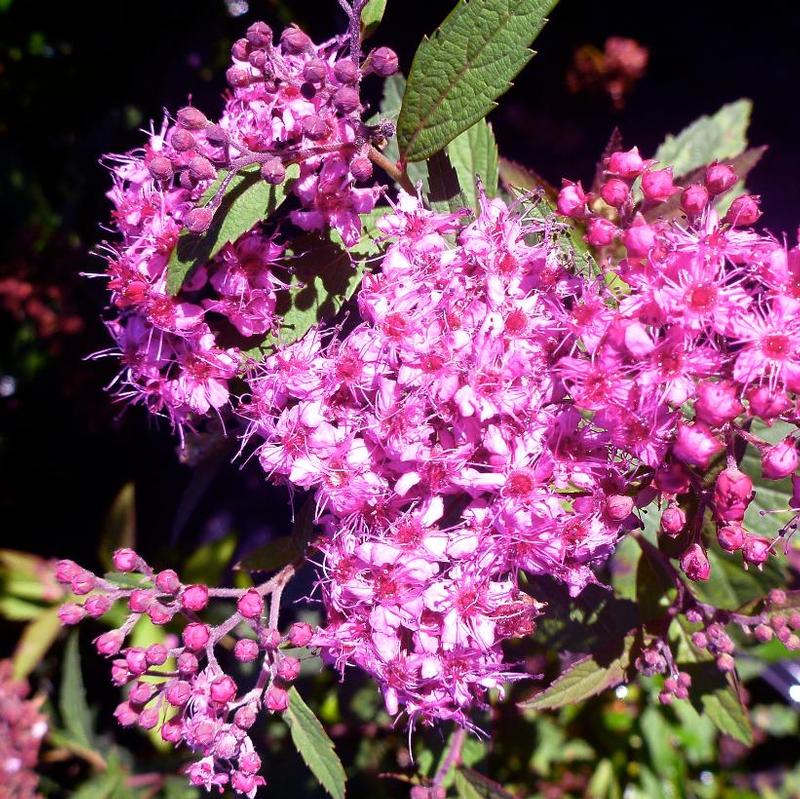 Spiraea japonica Coccinea