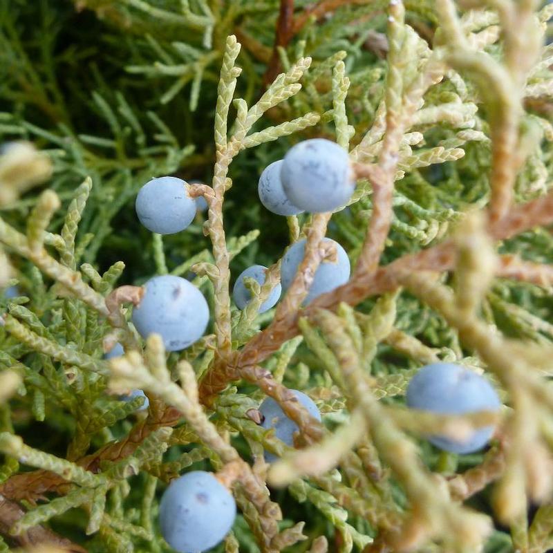 Juniperus virginiana Hetzii